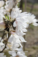 Magnolia stellata 'Centennial' - Heester - Hortus Conclusus  - 2