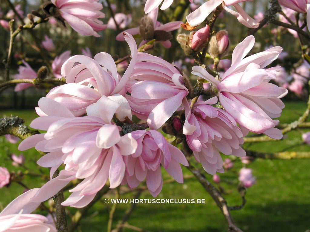 Magnolia stellata 'Chrysanthemiflora' - Heester - Hortus Conclusus  - 1