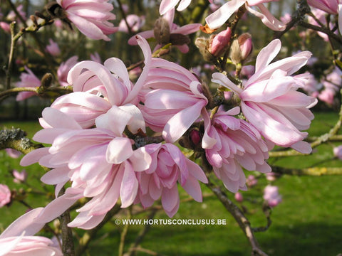 Magnolia stellata 'Chrysanthemiflora'