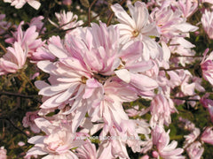Magnolia stellata 'Chrysanthemiflora' - Heester - Hortus Conclusus  - 2