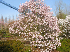 Magnolia stellata 'Chrysanthemiflora' - Heester - Hortus Conclusus  - 3