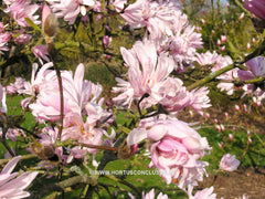Magnolia stellata 'Chrysanthemiflora' - Heester - Hortus Conclusus  - 4