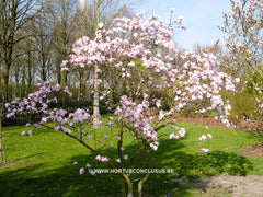 Magnolia stellata 'Chrysanthemiflora' - Heester - Hortus Conclusus  - 5