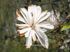 Magnolia stellata 'Chrysanthemiflora' - Heester - Hortus Conclusus  - 6