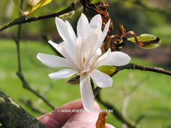 Magnolia stellata 'Chrysanthemiflora' - Heester - Hortus Conclusus  - 7