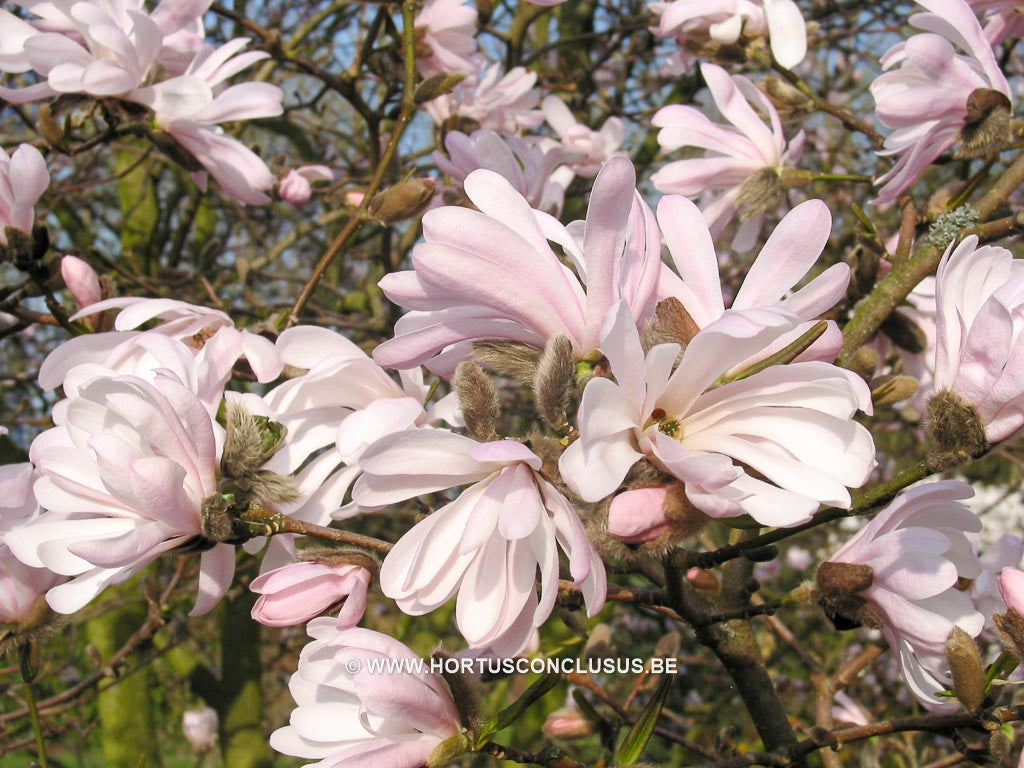 Magnolia stellata 'Dr. Massey' - Heester - Hortus Conclusus  - 1