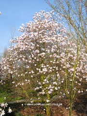 Magnolia stellata 'Dr. Massey' - Heester - Hortus Conclusus  - 2