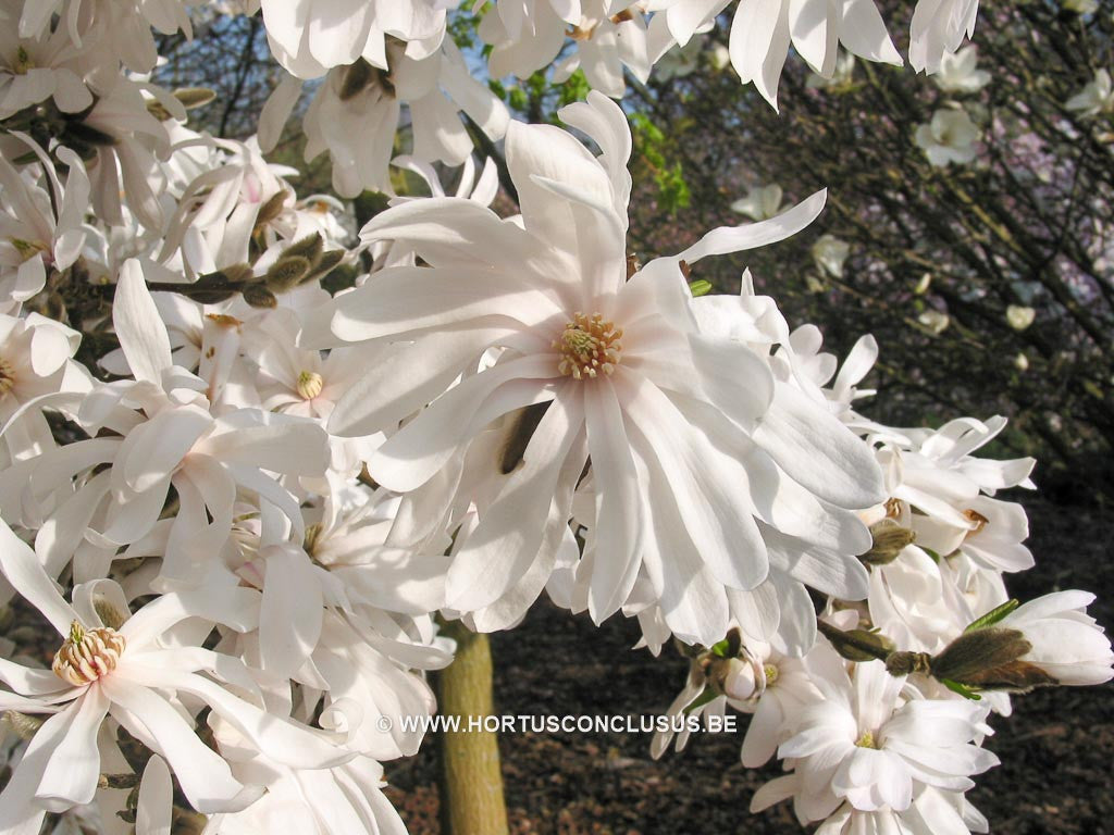 Magnolia stellata 'Harvard Centennial' - Heester - Hortus Conclusus  - 1