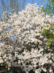 Magnolia stellata 'Harvard Centennial' - Heester - Hortus Conclusus  - 2