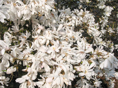 Magnolia stellata 'Harvard Centennial' - Heester - Hortus Conclusus  - 3