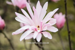 Magnolia stellata 'Jane Platt' - Heester - Hortus Conclusus  - 1