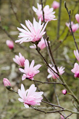 Magnolia stellata 'Jane Platt' - Heester - Hortus Conclusus  - 2