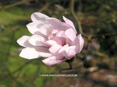 Magnolia stellata 'Keiskei Plena'