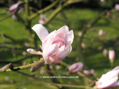 Magnolia stellata 'Keiskei Plena'
