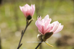 Magnolia stellata 'Keiskei Plena'
