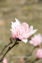 Magnolia stellata 'Keiskei Plena'