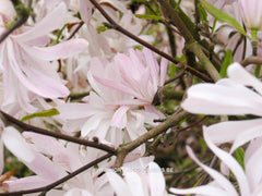 Magnolia stellata 'Keiskei Plena'