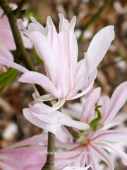 Magnolia stellata 'Keiskei Plena'
