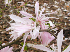 Magnolia stellata 'Keiskei Plena'