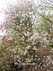 Magnolia stellata 'Keiskei Plena'