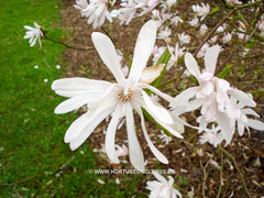 Magnolia stellata 'Keiskei Plena'