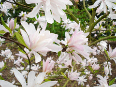 Magnolia stellata 'Keiskei Plena'