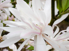 Magnolia stellata 'Keiskei Plena'