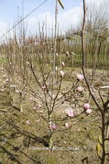 Magnolia stellata 'Keiskei Plena'