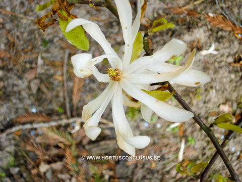 Magnolia stellata 'Kikuzaki'