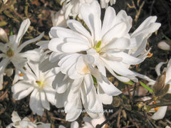 Magnolia stellata 'Kikuzaki' - Heester - Hortus Conclusus  - 2