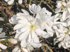 Magnolia stellata 'Kikuzaki' - Heester - Hortus Conclusus  - 3