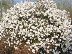 Magnolia stellata 'Kikuzaki' - Heester - Hortus Conclusus  - 4