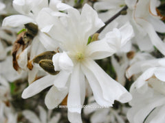 Magnolia stellata 'Kikuzaki' - Heester - Hortus Conclusus  - 5