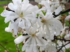 Magnolia stellata 'Kikuzaki' - Heester - Hortus Conclusus  - 6