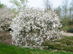 Magnolia stellata 'Kikuzaki' - Heester - Hortus Conclusus  - 7