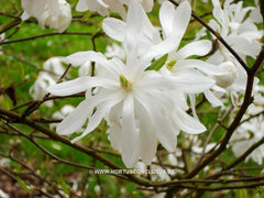 Magnolia stellata 'Kikuzaki' - Heester - Hortus Conclusus  - 8