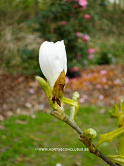 Magnolia stellata 'Kikuzaki' - Heester - Hortus Conclusus  - 9