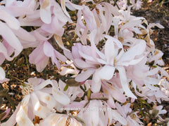 Magnolia stellata 'Rosea' - Heester - Hortus Conclusus  - 1