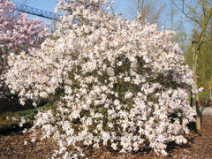 Magnolia stellata 'Rosea' - Heester - Hortus Conclusus  - 2