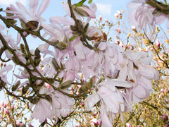 Magnolia stellata 'Rosea' - Heester - Hortus Conclusus  - 3