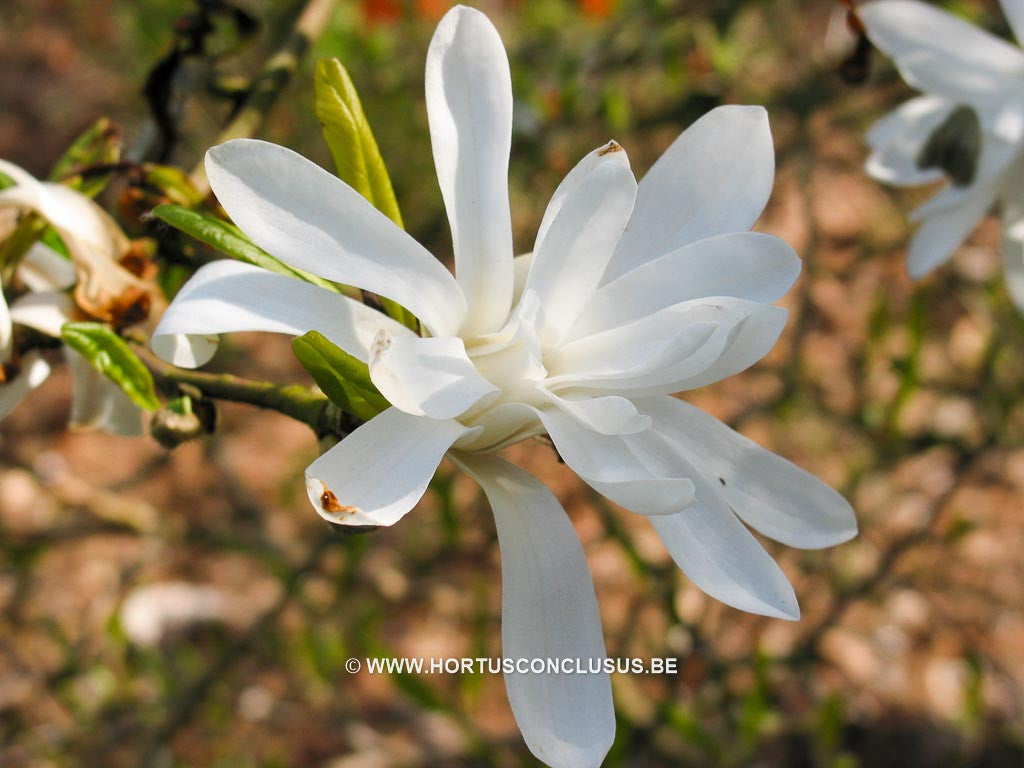 Magnolia stellata 'Royal Star' - Heester - Hortus Conclusus  - 1