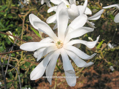 Magnolia stellata 'Royal Star' - Heester - Hortus Conclusus  - 2