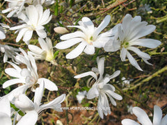 Magnolia stellata 'Royal Star' - Heester - Hortus Conclusus  - 3