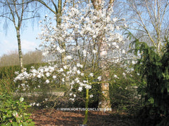 Magnolia stellata 'Royal Star' - Heester - Hortus Conclusus  - 4