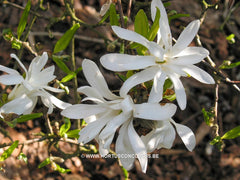 Magnolia stellata 'Royal Star' - Heester - Hortus Conclusus  - 5