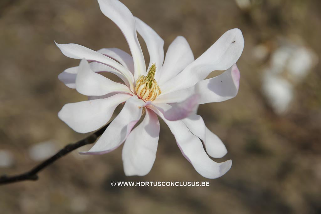 Magnolia stellata 'Rubra' - Heester - Hortus Conclusus  - 1
