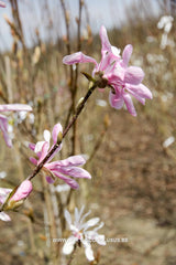Magnolia stellata 'Rubra' - Heester - Hortus Conclusus  - 2