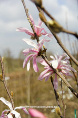 Magnolia stellata 'Rubra' - Heester - Hortus Conclusus  - 3