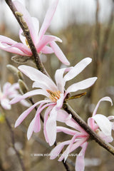 Magnolia stellata 'Rubra' - Heester - Hortus Conclusus  - 4