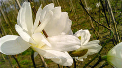 Magnolia stellata 'Scented Silver' - Heester - Hortus Conclusus  - 1
